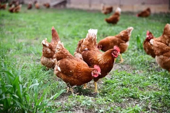 健康安全放牧人道飼養雞蛋